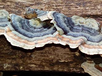 Klicke auf die Grafik für eine vergrößerte Ansicht

Name: Baumpilz 2 viell. Trametes versicolor - IMG_20200322_123201.jpg
Ansichten: 636
Größe: 193,0 KB
ID: 89
