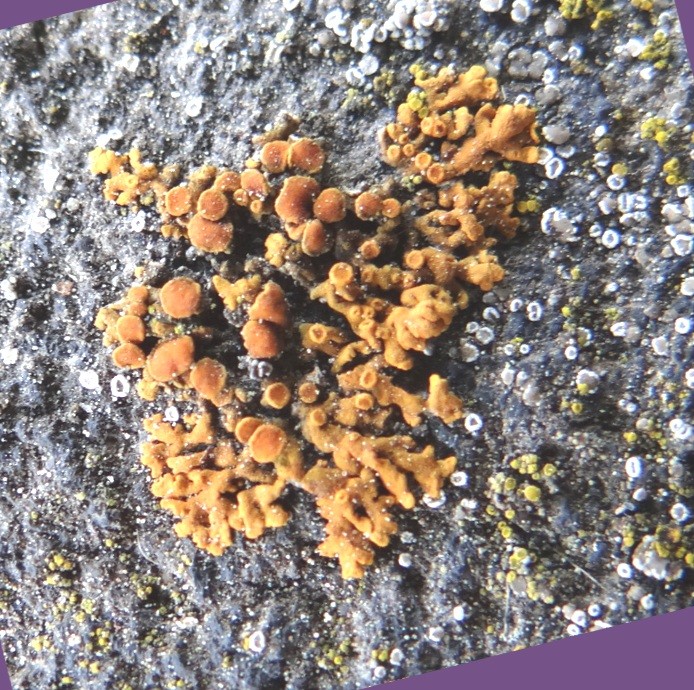 Klicke auf die Grafik für eine vergrößerte AnsichtName: Xanthoria elegans - 2020.04.18.jpgAnsichten: 0Größe: 226,7 KBID: 110