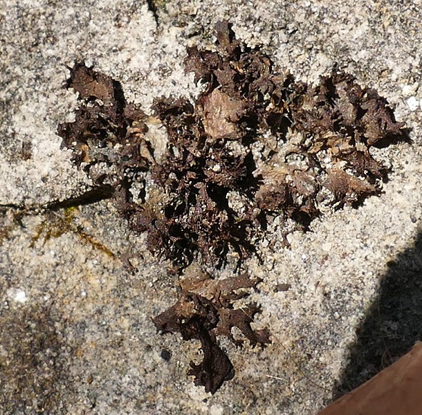 Klicke auf die Grafik für eine vergrößerte Ansicht

Name: cfLeptogium-gelatinosum2.jpg
Ansichten: 129
Größe: 193,7 KB
ID: 175