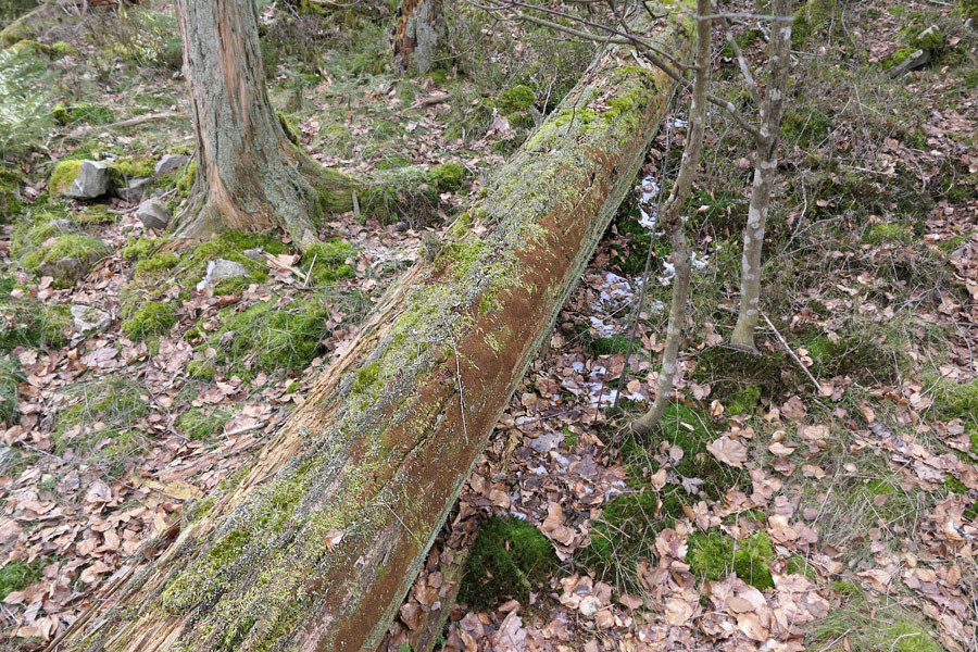 Klicke auf die Grafik für eine vergrößerte Ansicht

Name: NWZKahlenberg2.jpg
Ansichten: 116
Größe: 347,9 KB
ID: 183