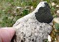 Placynthium-nigrum.jpg