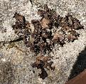 cfLeptogium-gelatinosum2.jpg